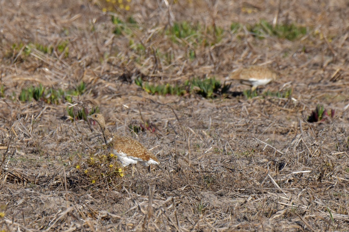 Little Bustard - ML622734595