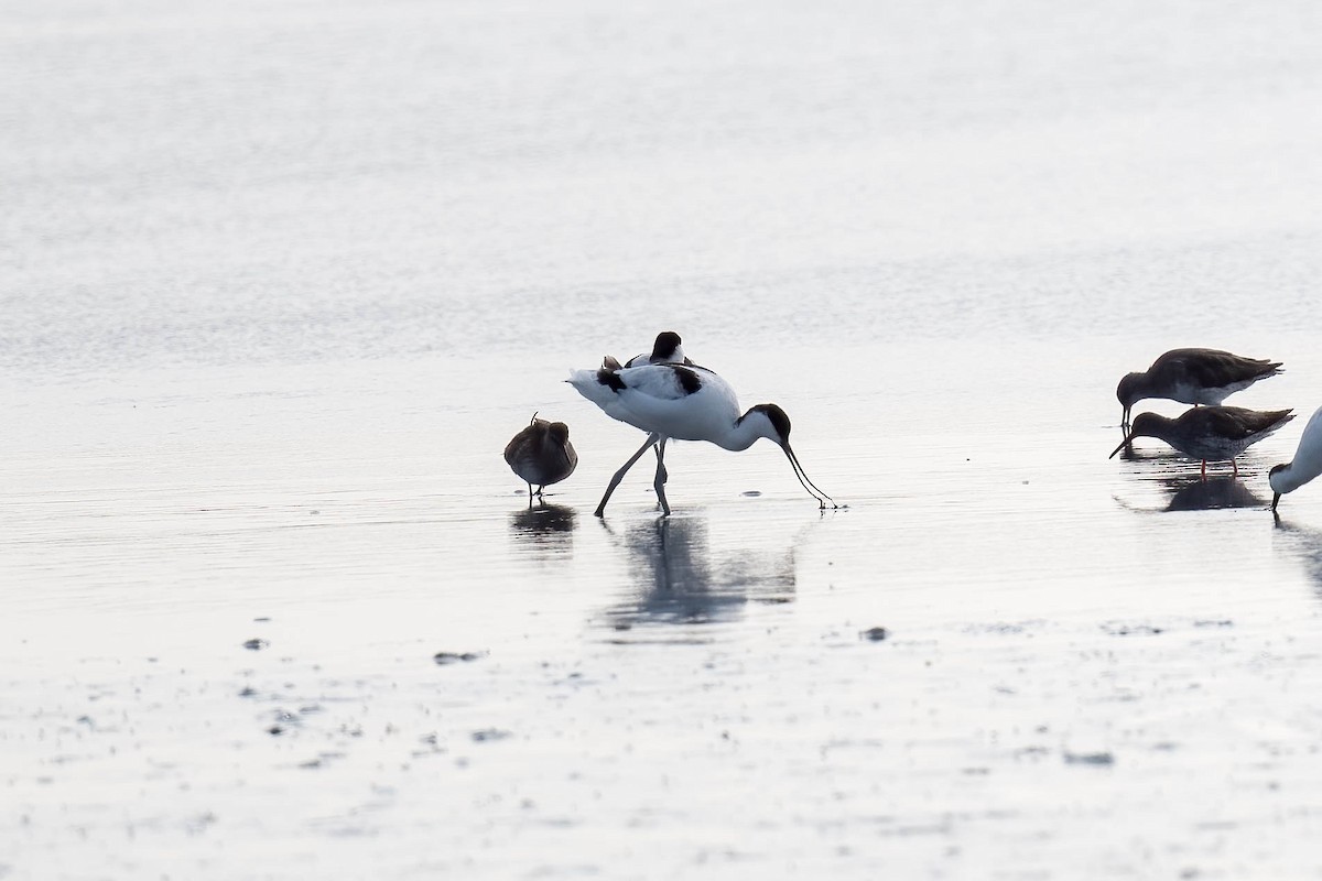 Avocette élégante - ML622734612