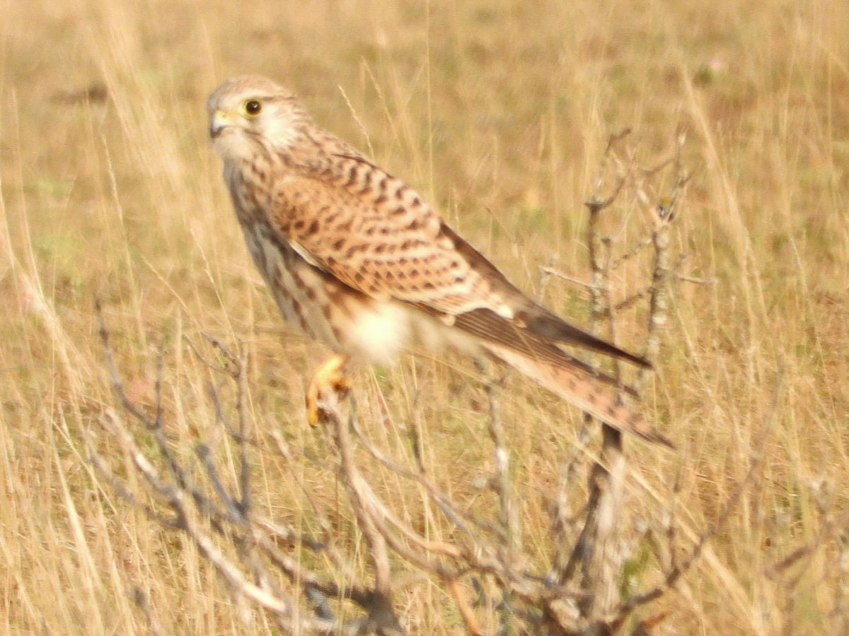 Eurasian Kestrel - Ivan V