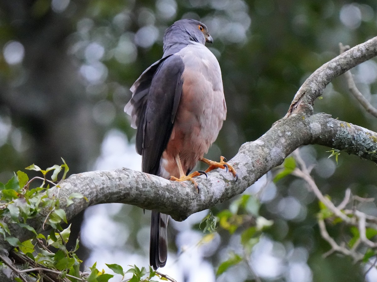 Bicolored Hawk - ML622734675