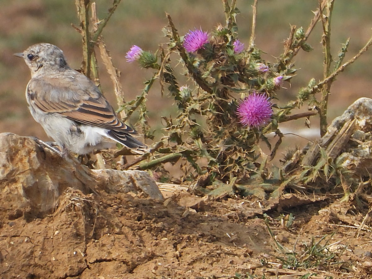 Northern Wheatear - Ivan V