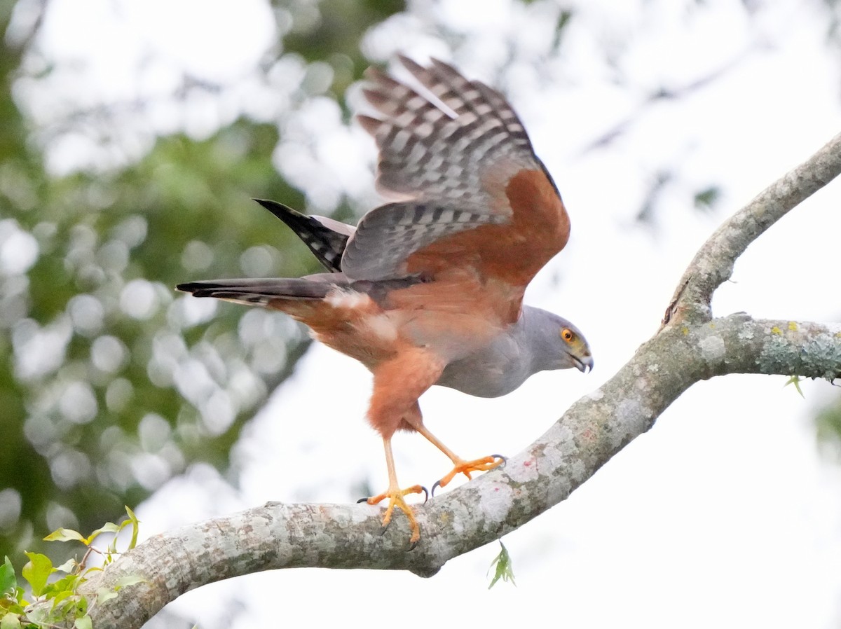 Bicolored Hawk - ML622734697