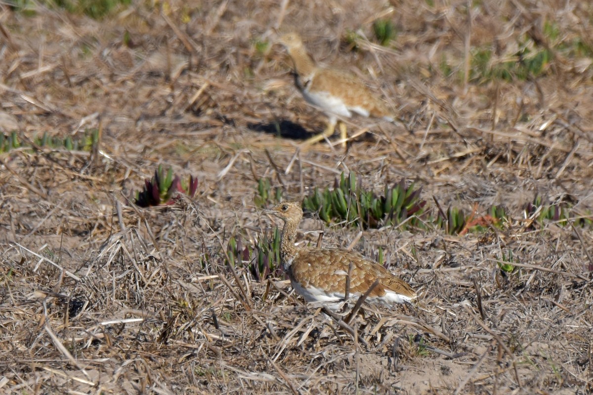 Little Bustard - João Ferreira da Silva