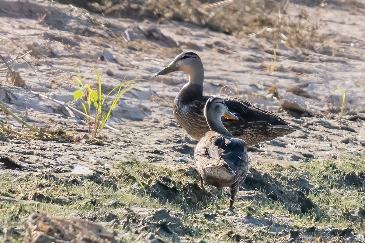 Mexican Duck - ML622734724