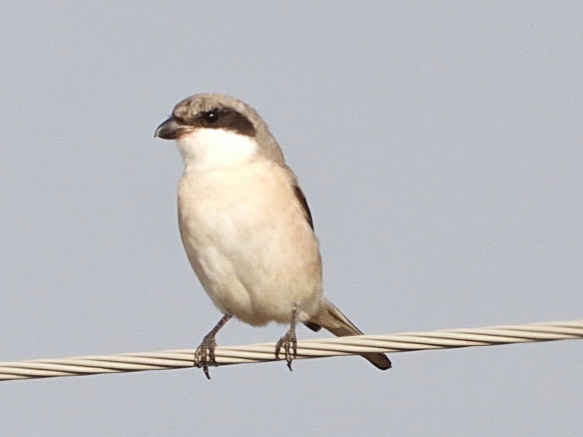 חנקן שחור-מצח - ML622734730