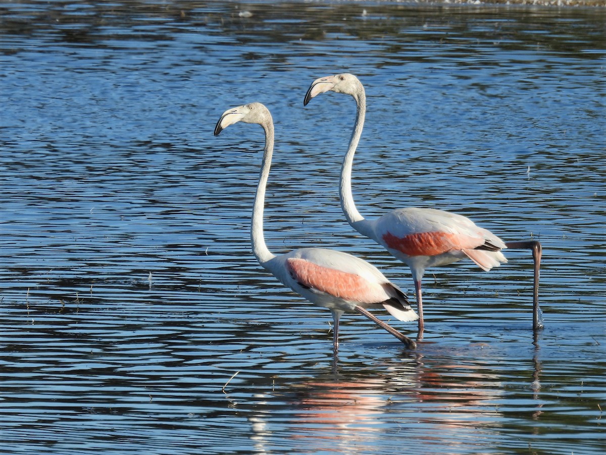 rosenflamingo - ML622734742