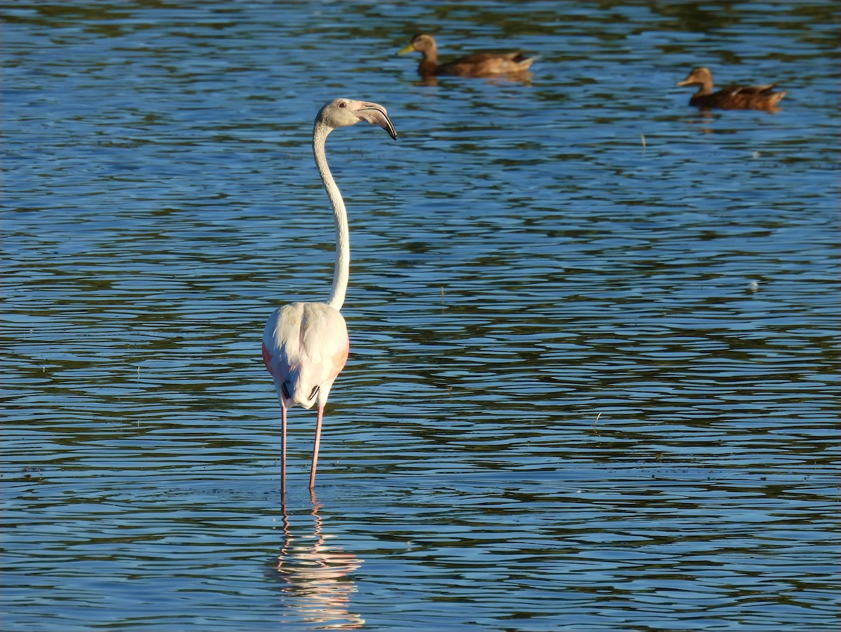 rosenflamingo - ML622734743