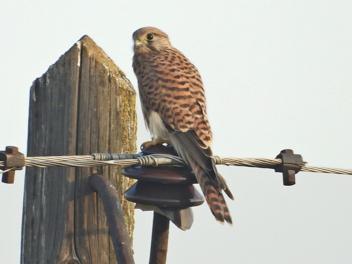 Lesser Kestrel - Ivan V