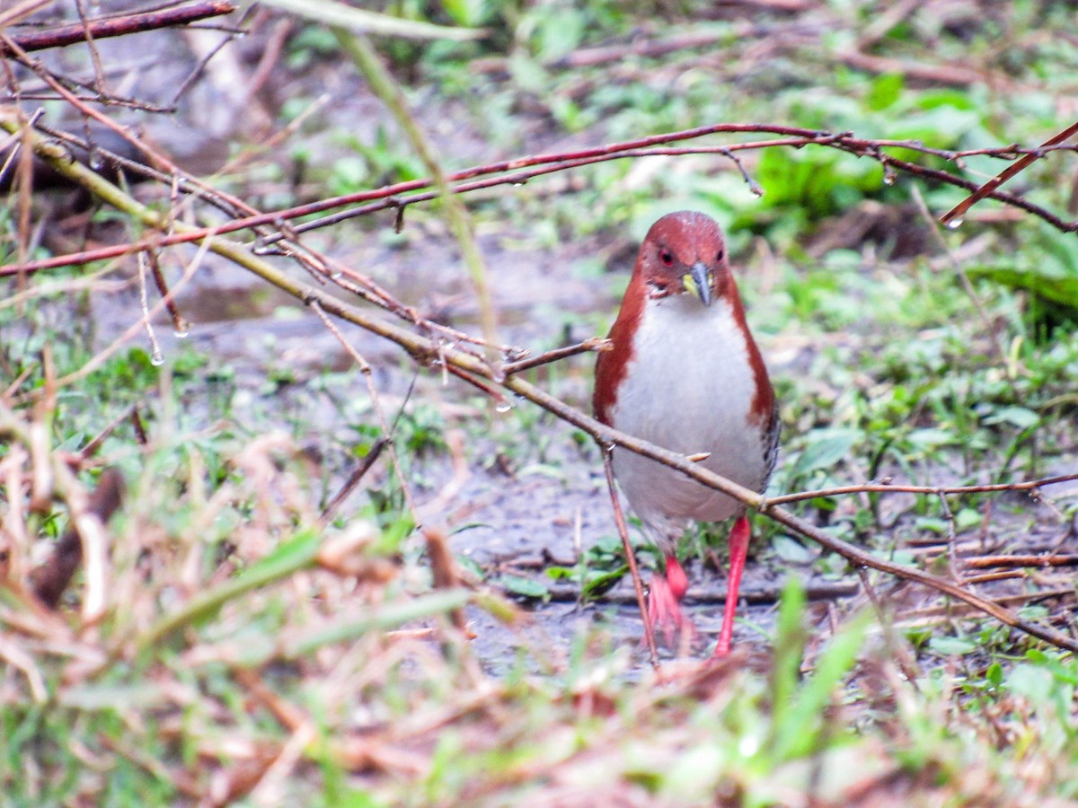 Red-and-white Crake - ML622734776