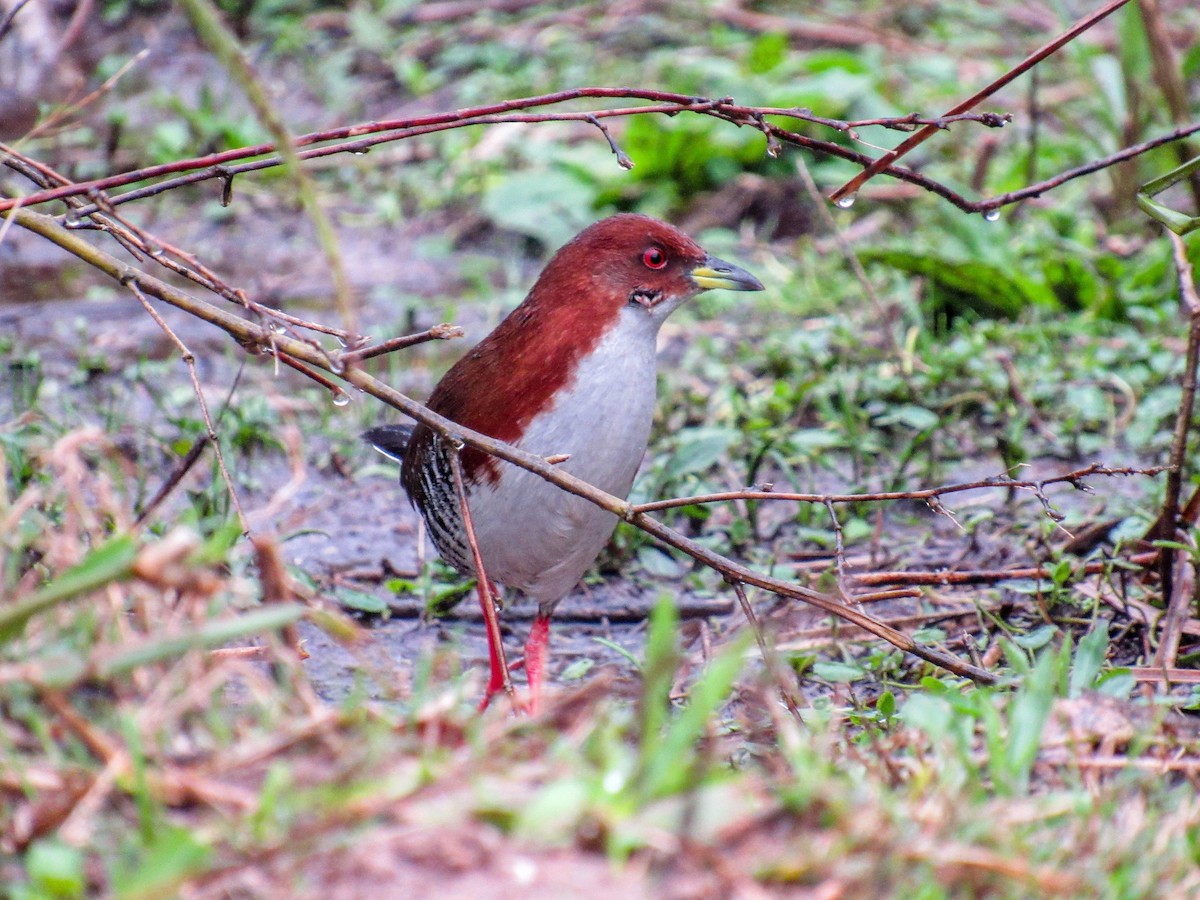 Red-and-white Crake - ML622734777