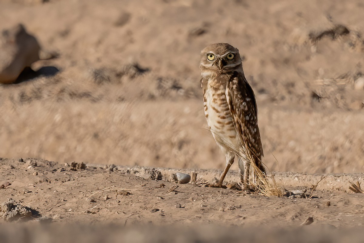 Burrowing Owl - ML622734778