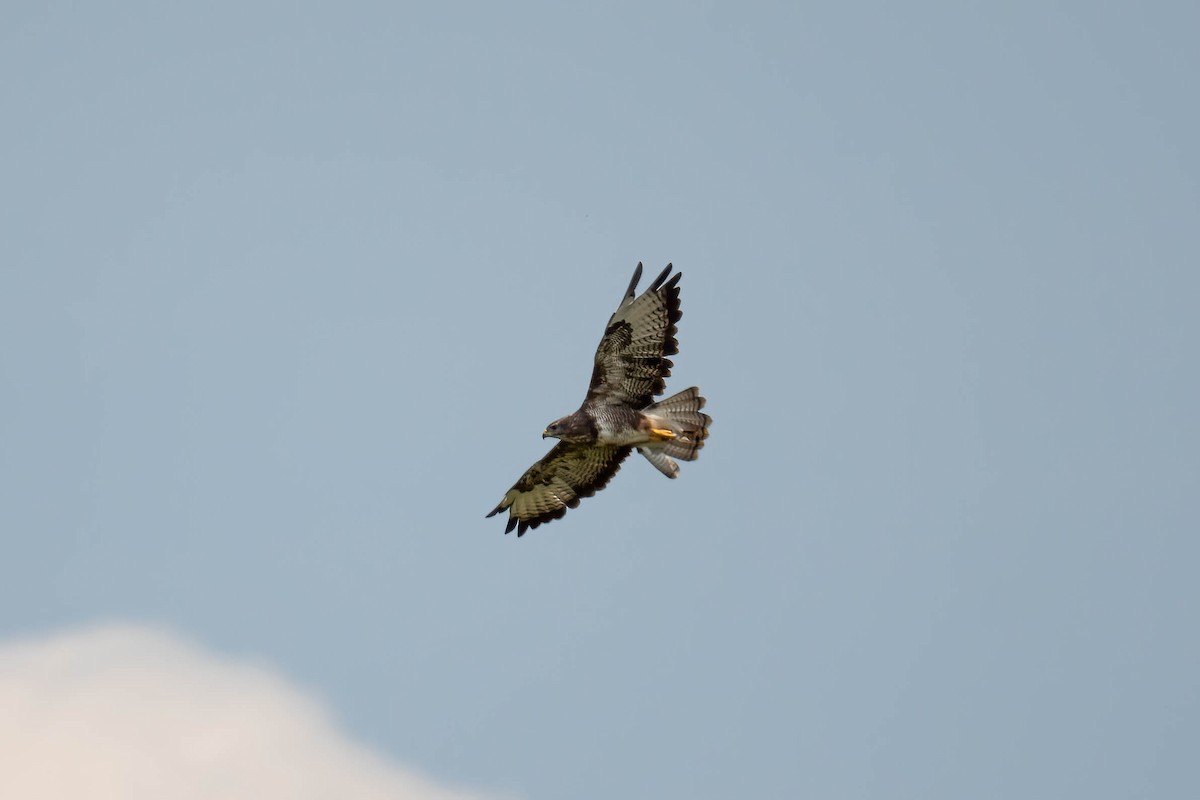 Buse variable - ML622734780