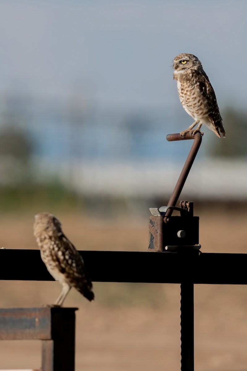 Burrowing Owl - ML622734781