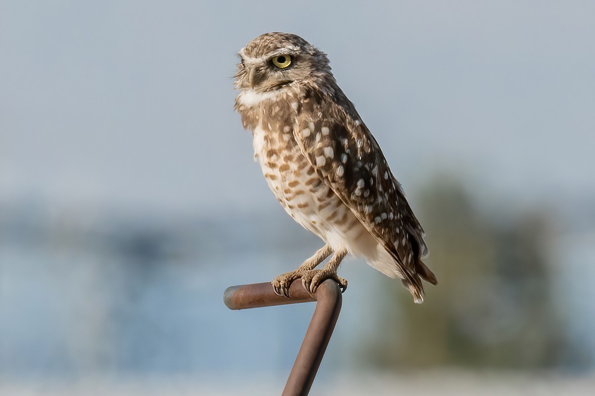 Burrowing Owl - ML622734784