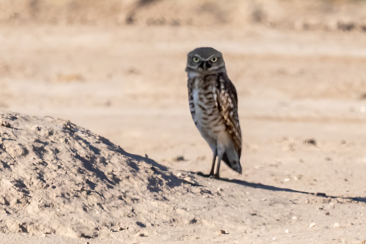 Burrowing Owl - ML622734785