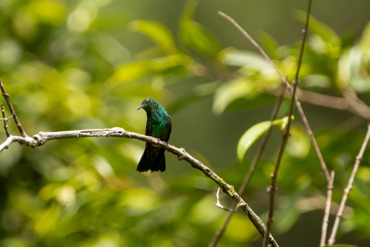 Blue-vented Hummingbird - ML622734789