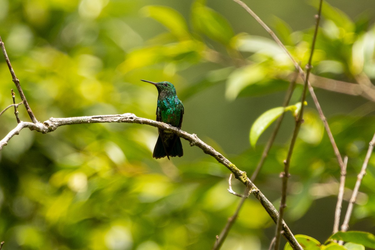 Blue-vented Hummingbird - ML622734790