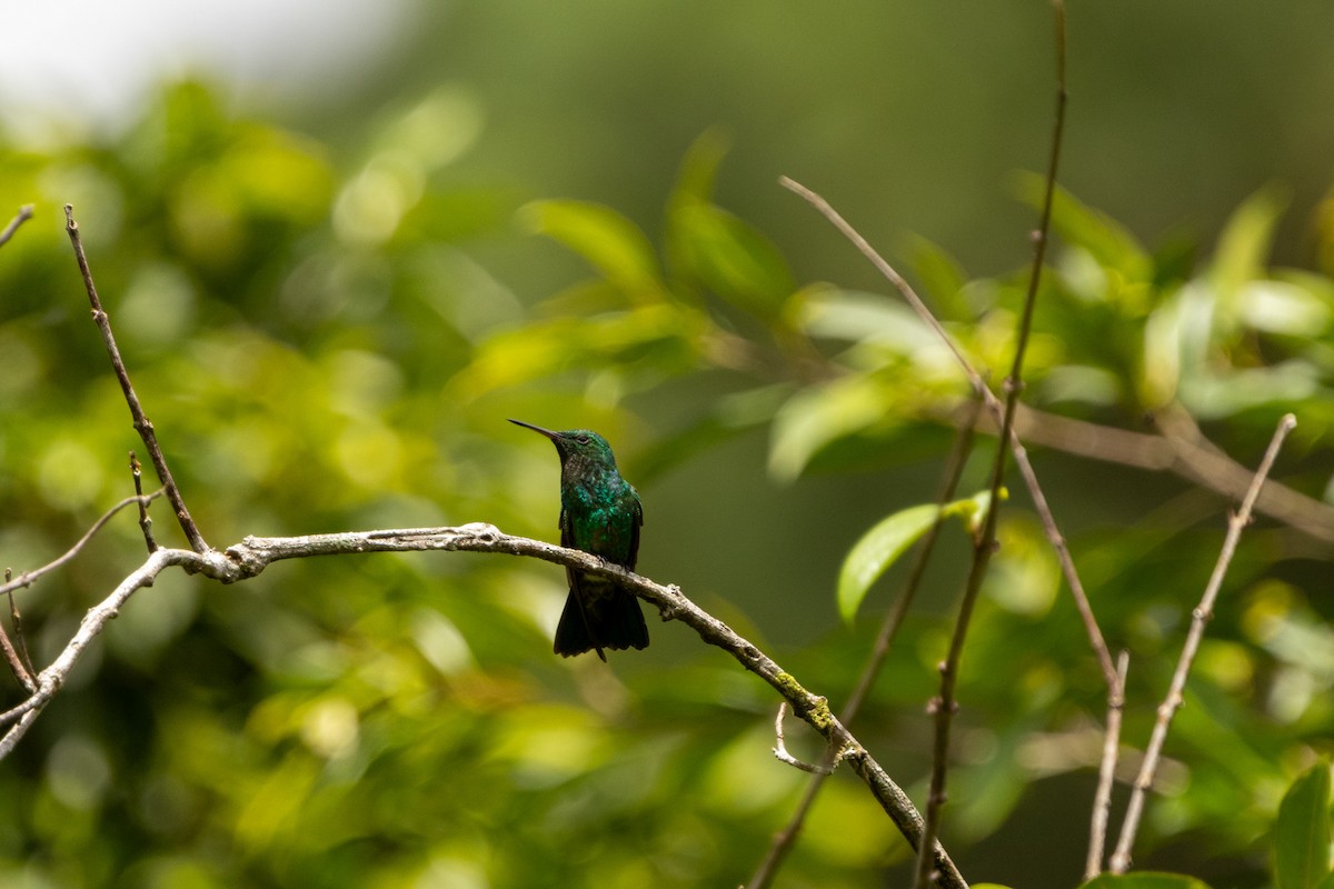 Blue-vented Hummingbird - ML622734791