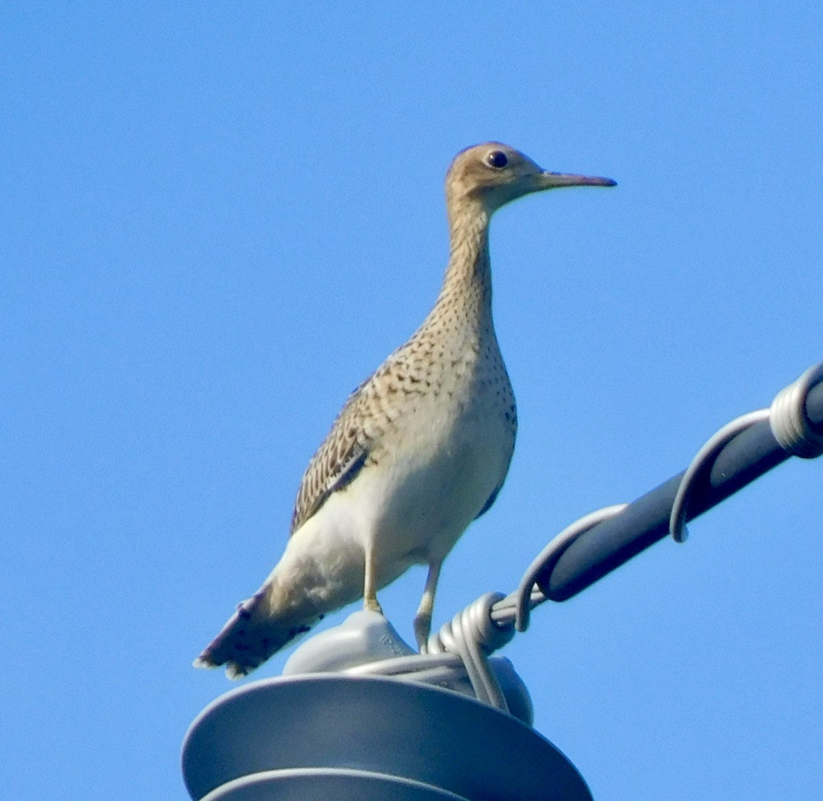 Upland Sandpiper - ML622734802