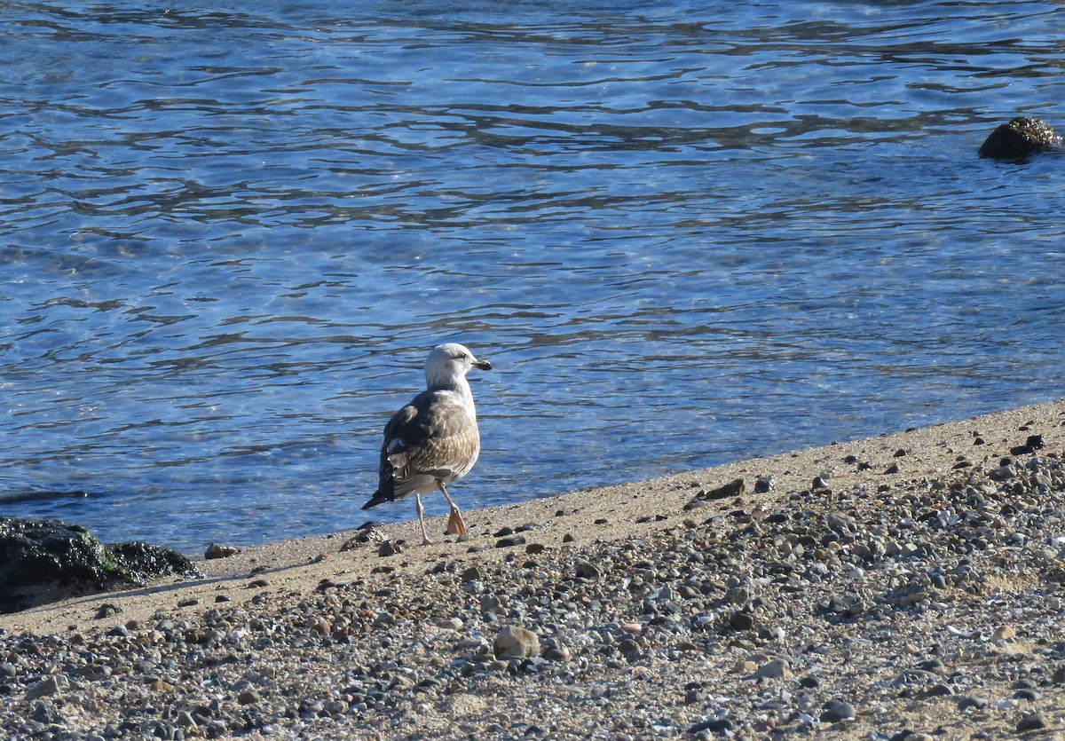 Kelp Gull (dominicanus) - ML622734846