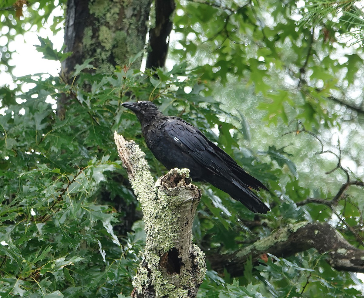 American Crow - ML622734870