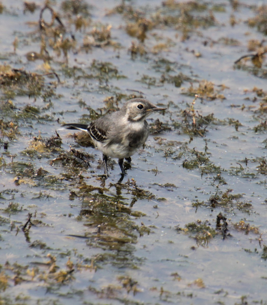 White Wagtail (British) - Samuel Harris