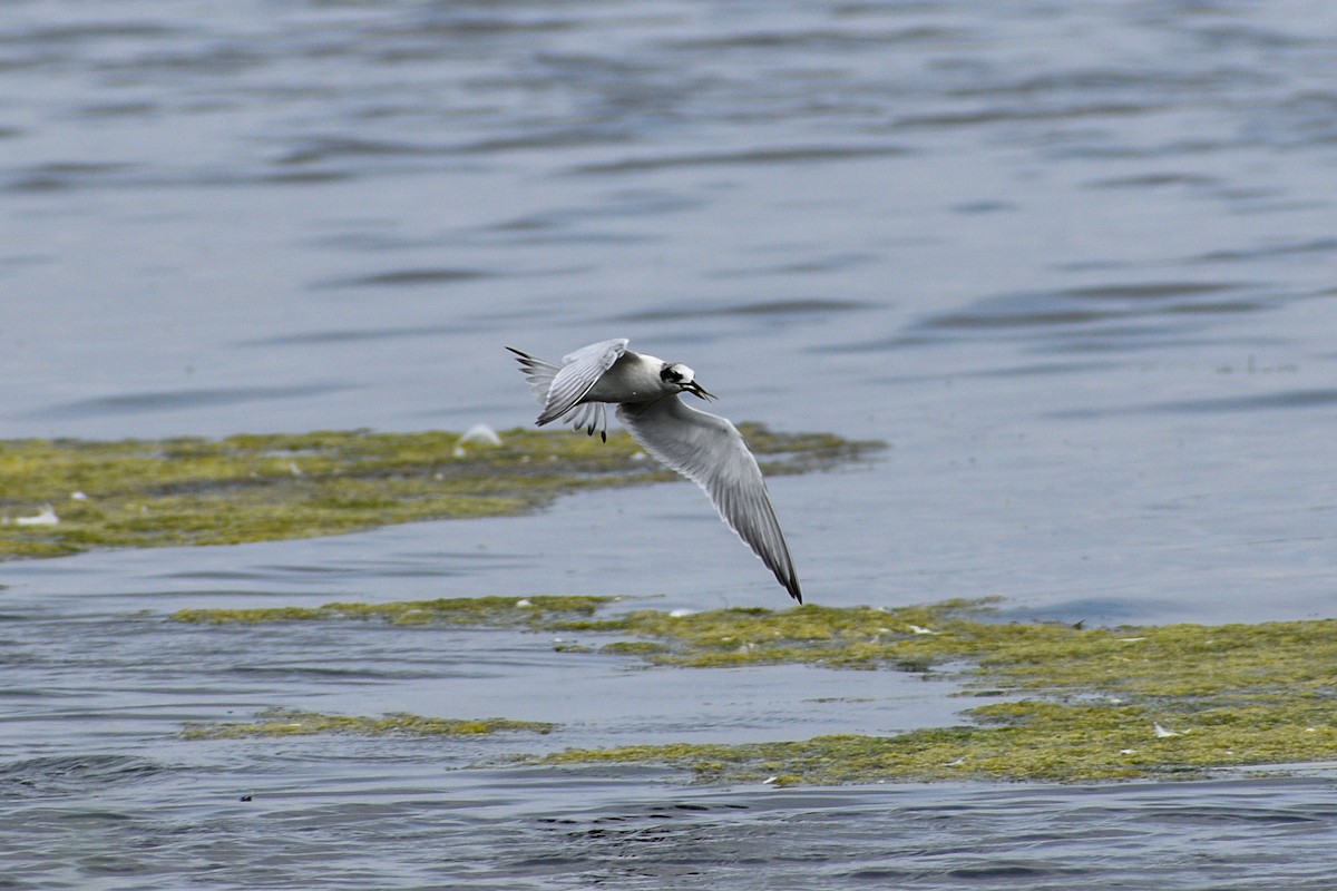 Common Tern - Jessica Stringham