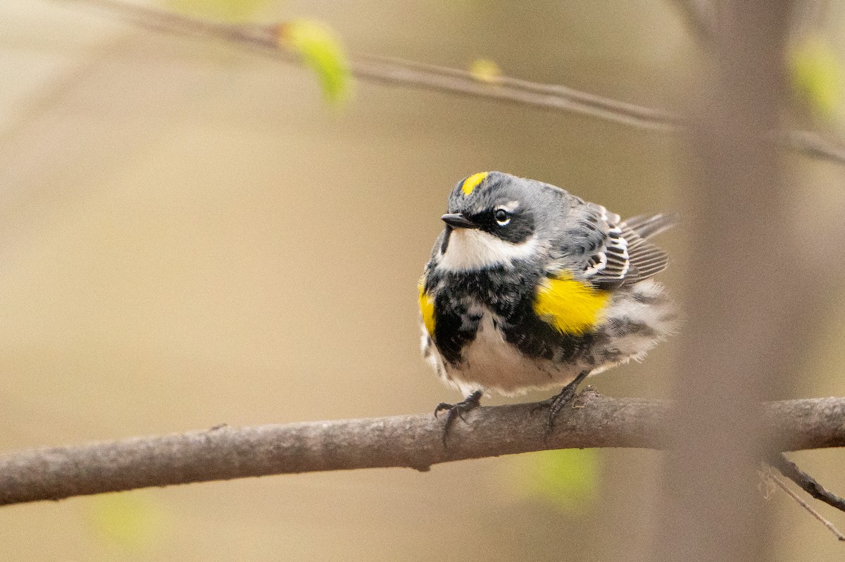 Yellow-rumped Warbler - Matt Hoberg