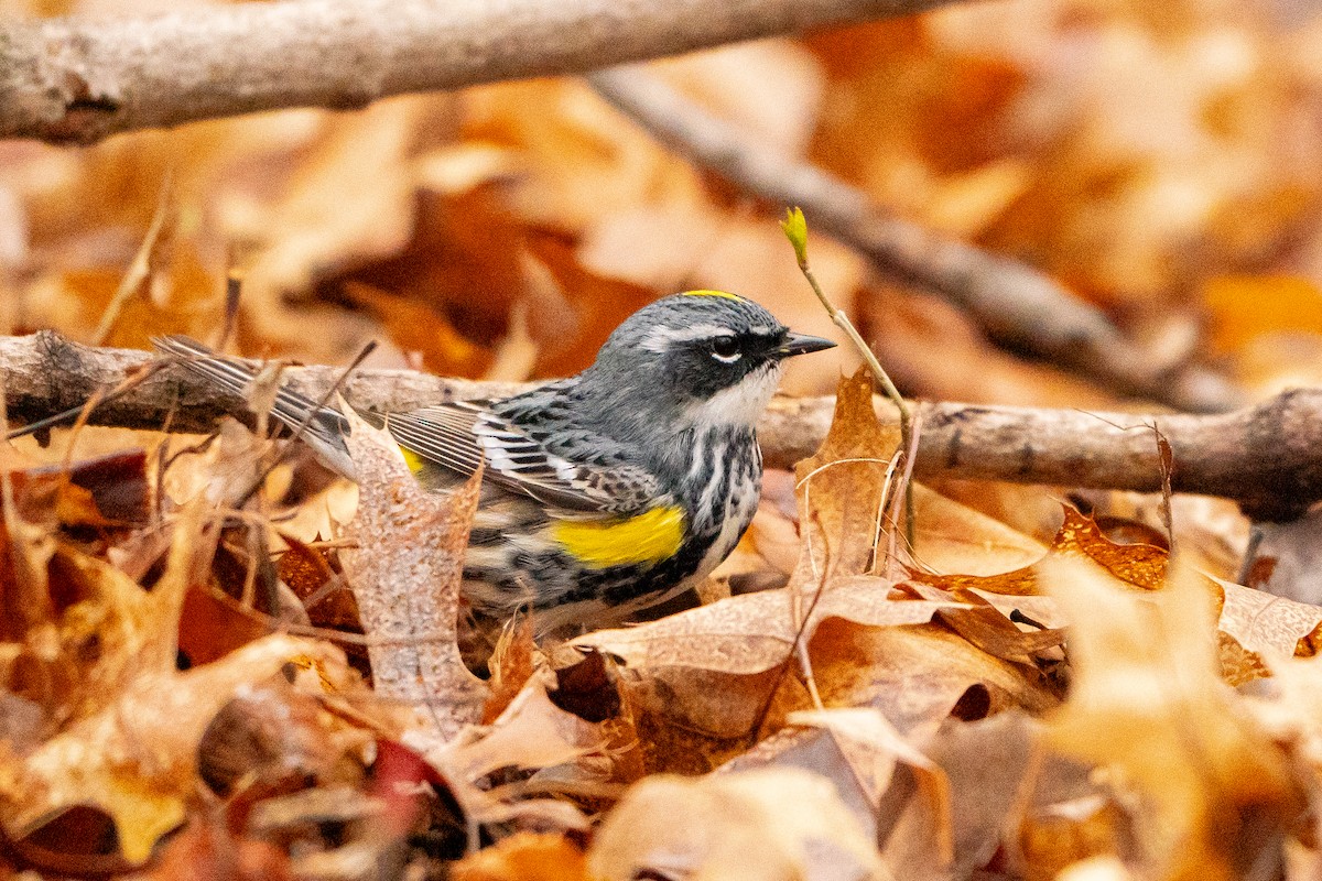 Yellow-rumped Warbler - Matt Hoberg