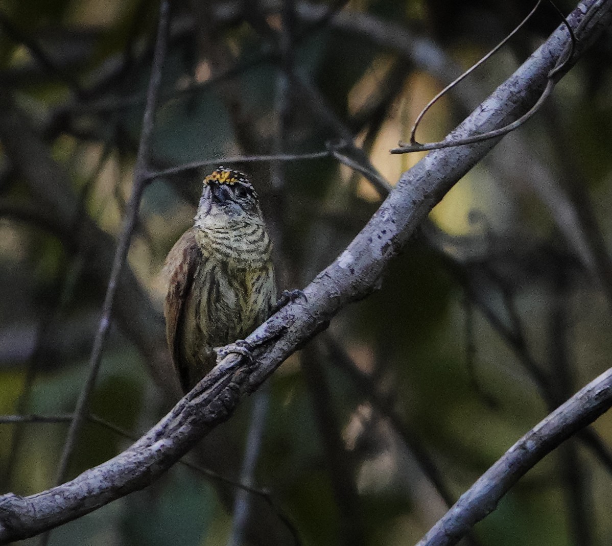 Bar-breasted Piculet - ML622735063