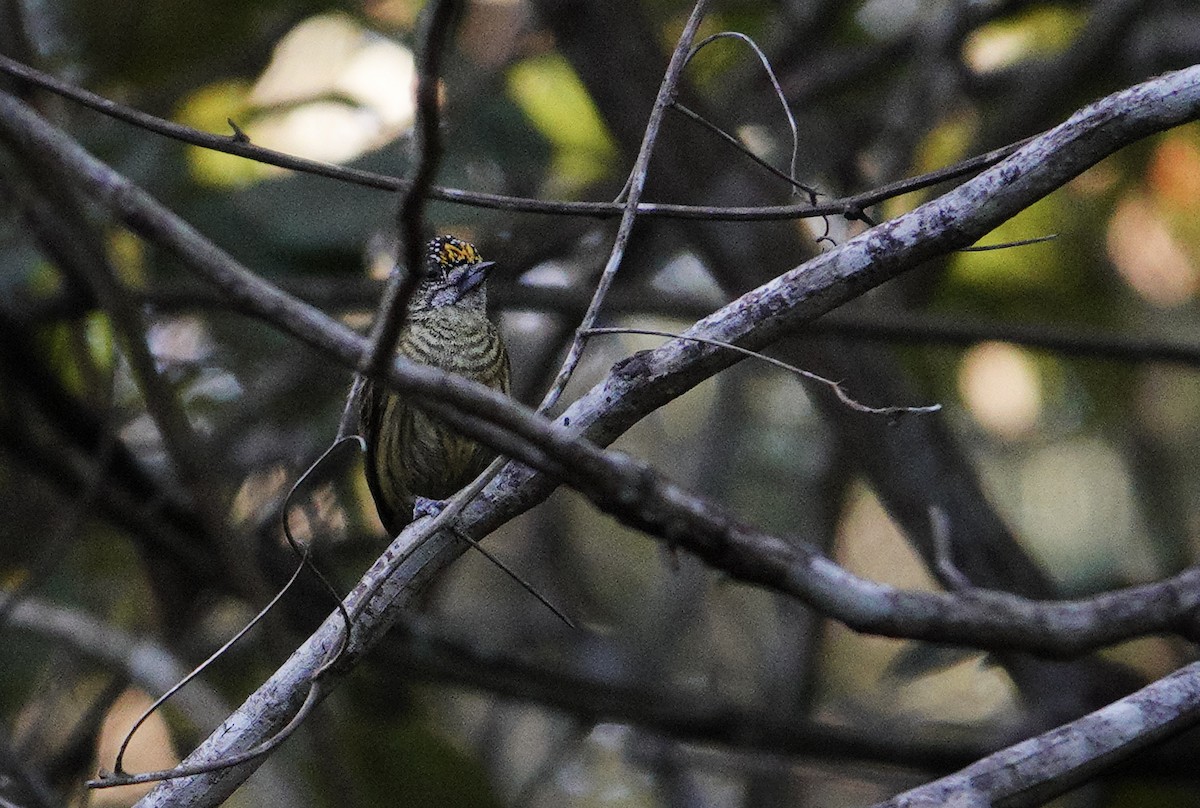 Bar-breasted Piculet - ML622735070