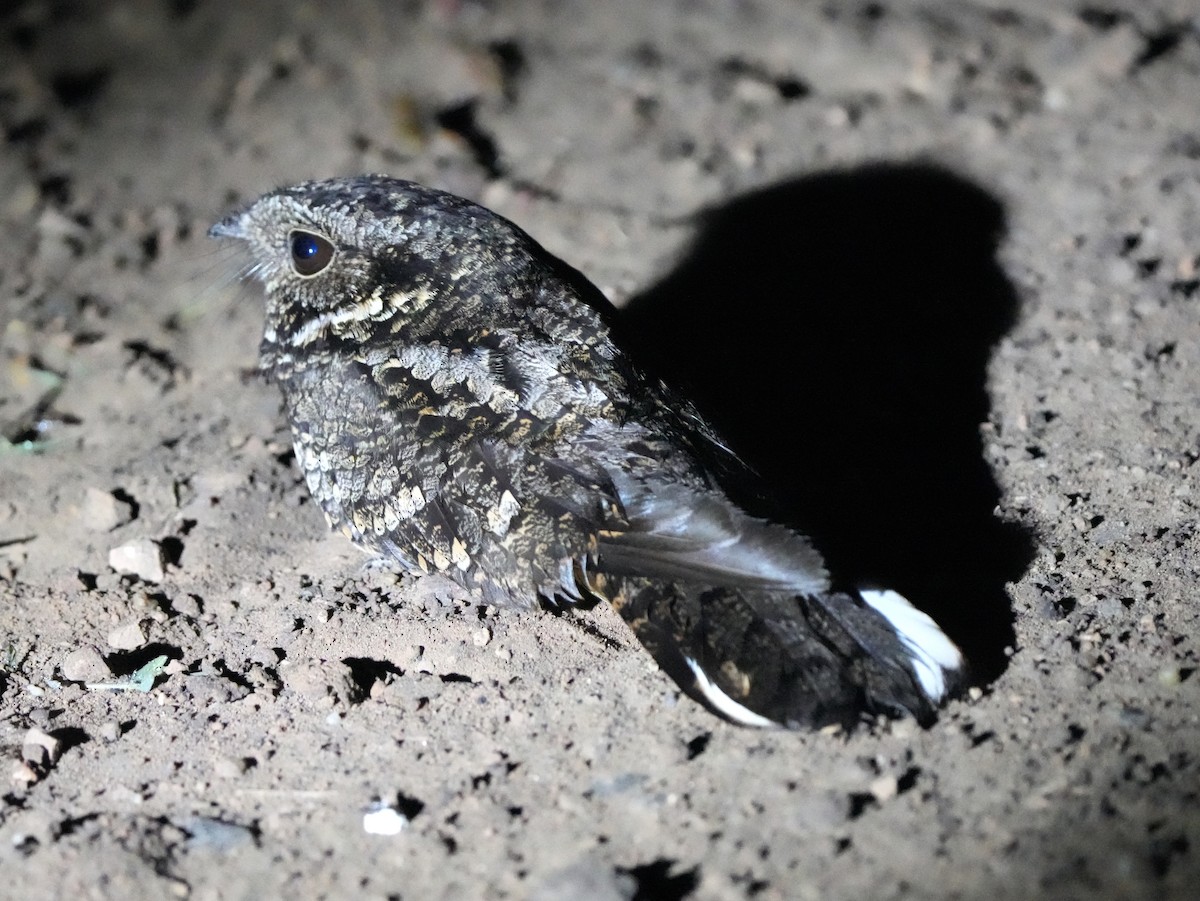 Band-winged Nightjar - ML622735079