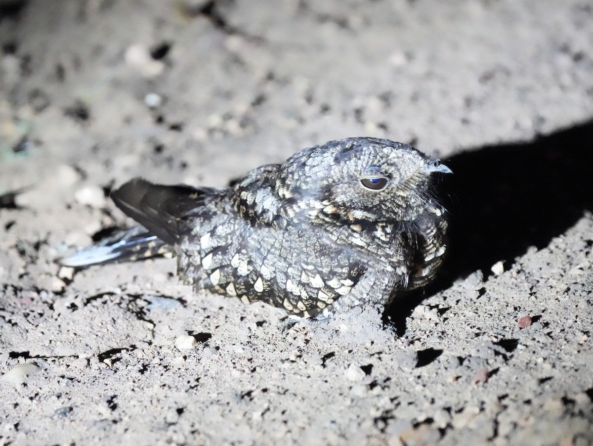 Band-winged Nightjar - ML622735087