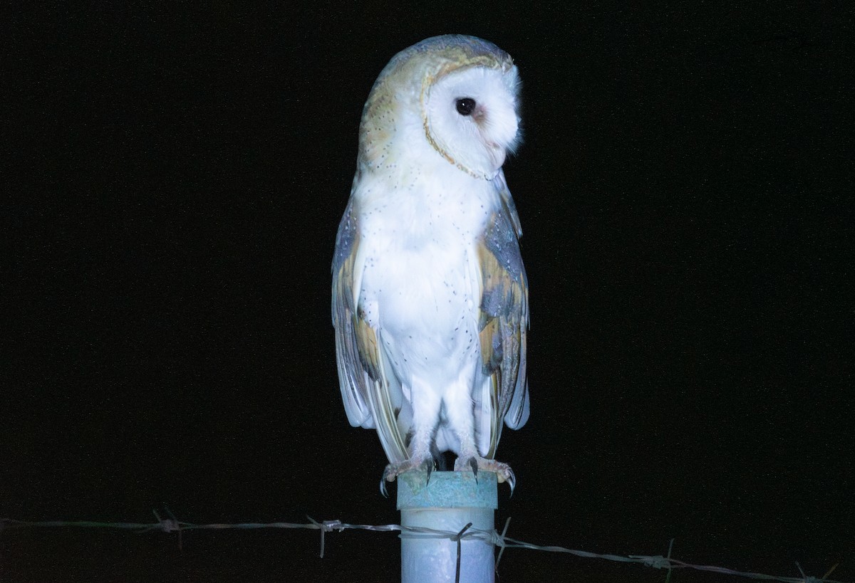 Barn Owl - HARUN RESIT UNEY