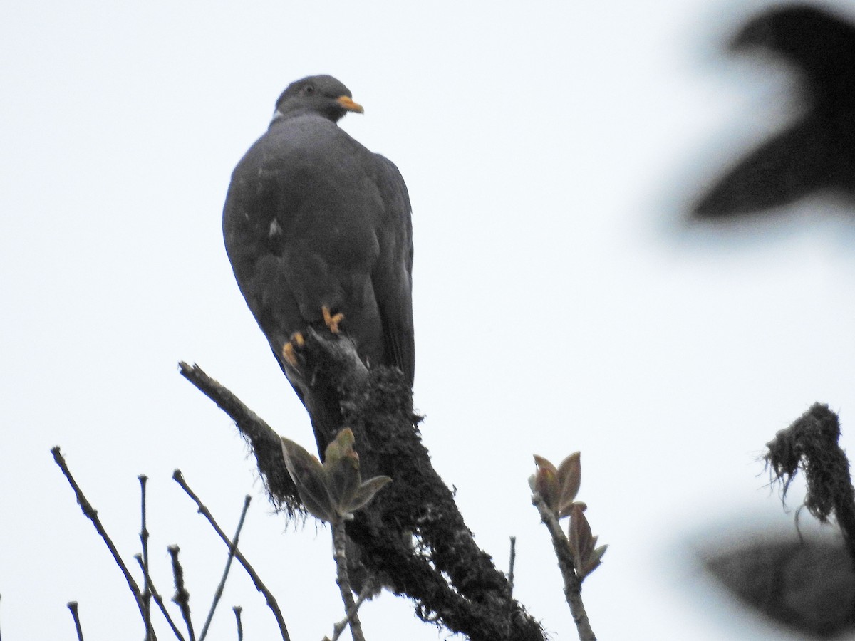 Band-tailed Pigeon - ML62273521