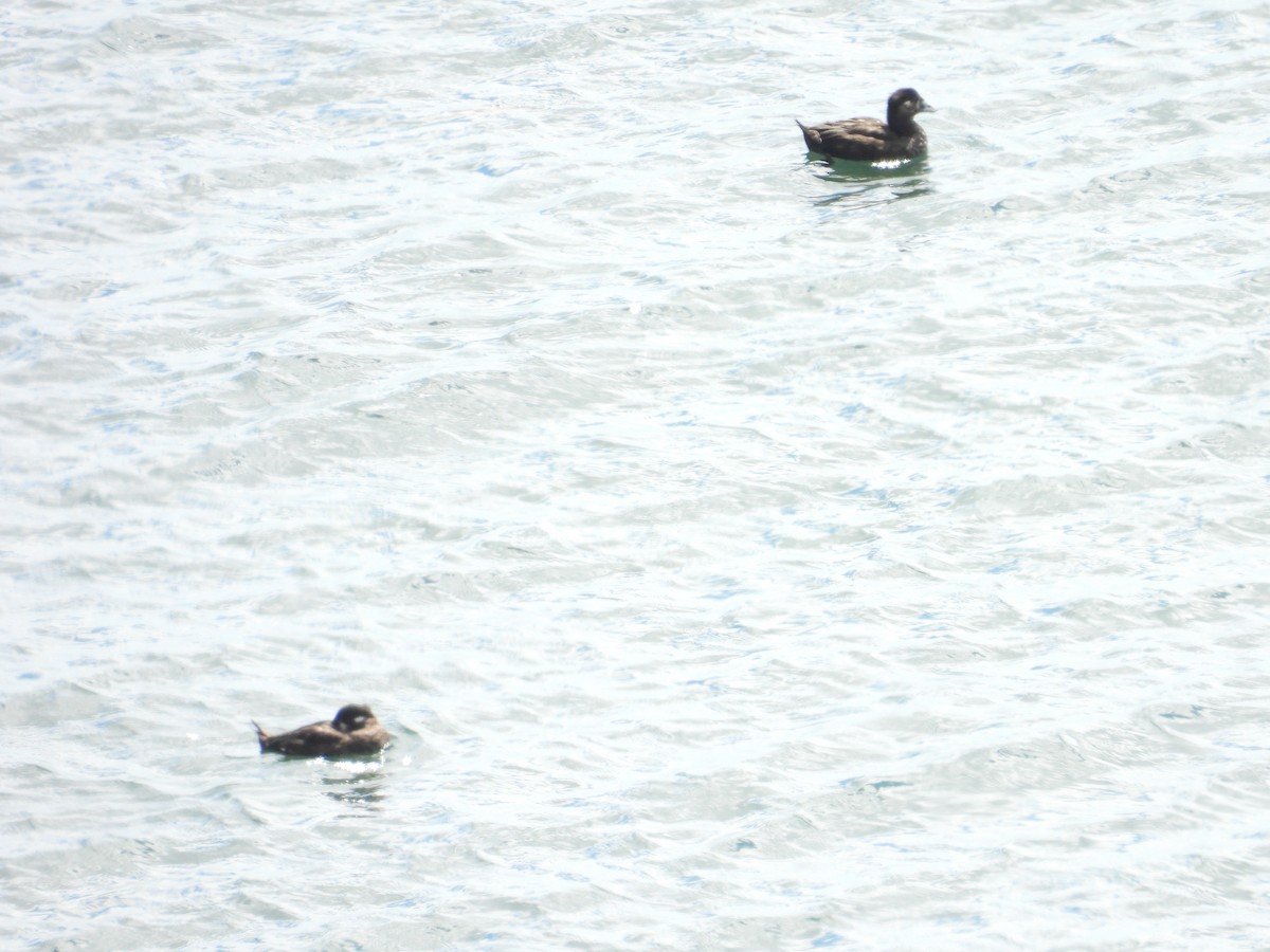 Surf Scoter - ML622735212