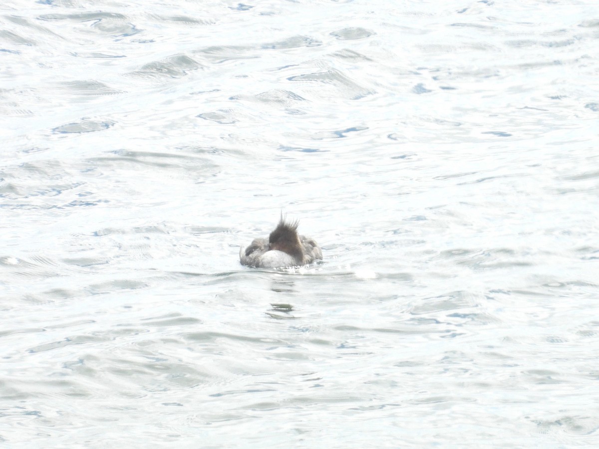 Red-breasted Merganser - Lisa Schibley