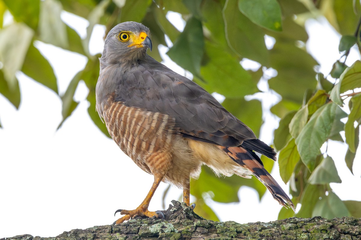 Roadside Hawk - ML622735220