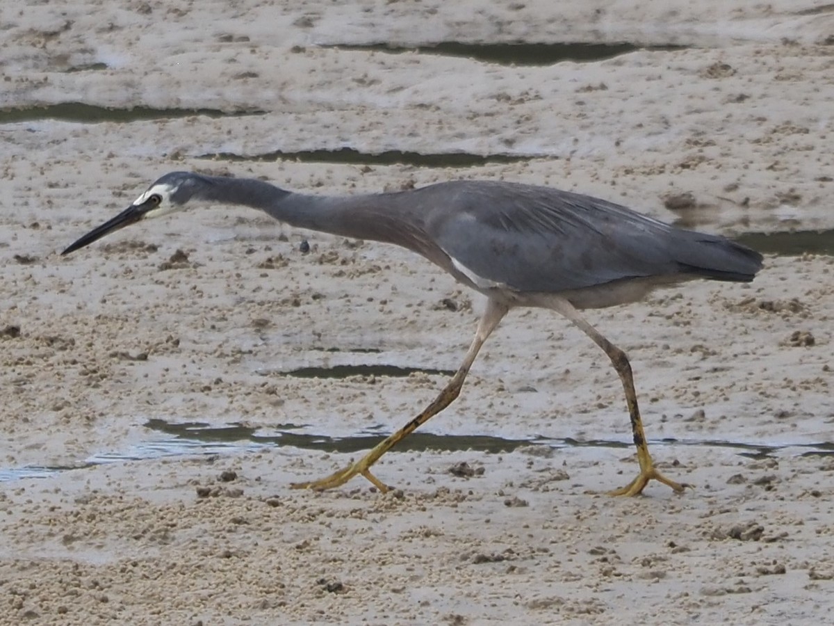 White-faced Heron - ML622735263