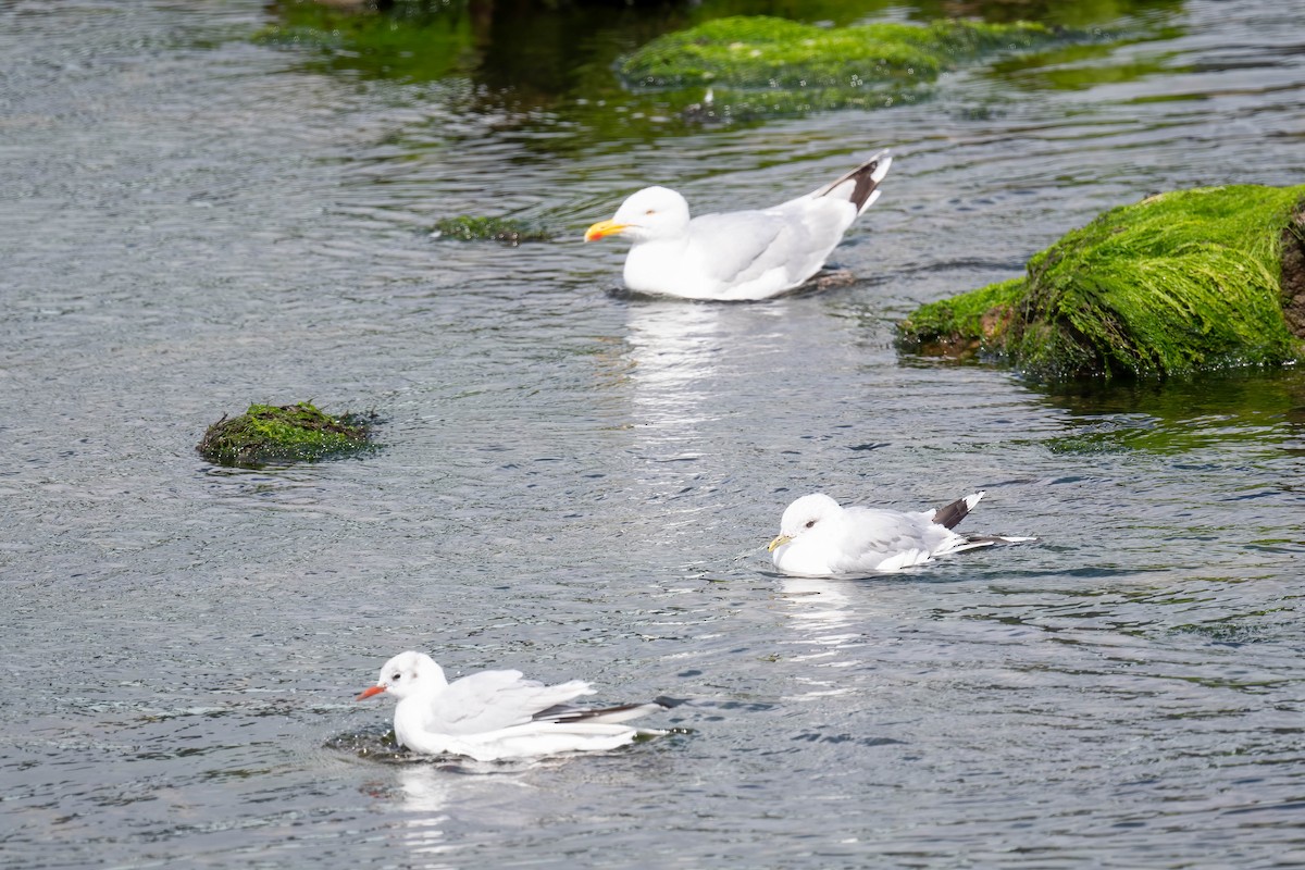 Gaviota Cana - ML622735266