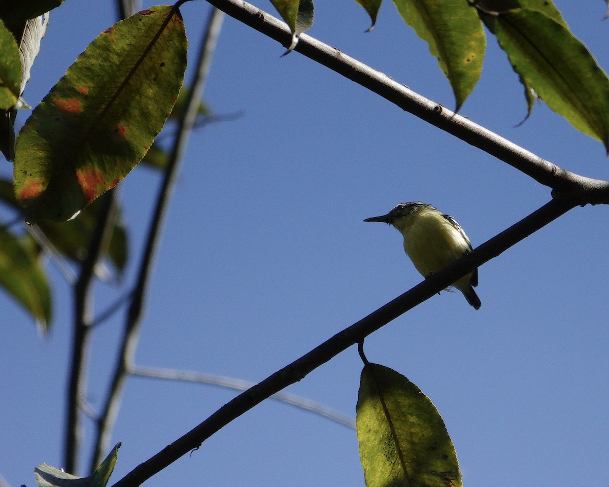 Sclater's Antwren - ML622735267