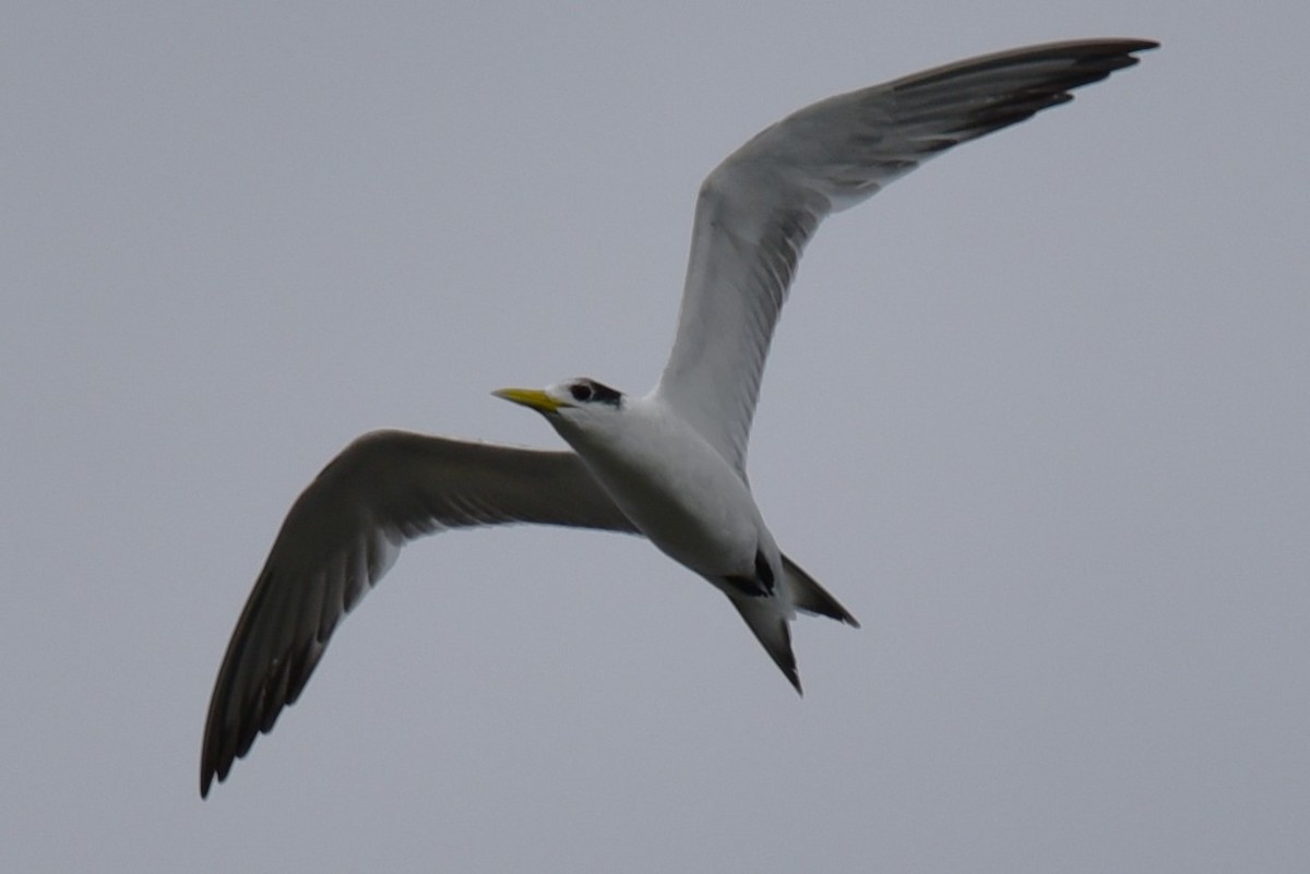 Great Crested Tern - ML622735316