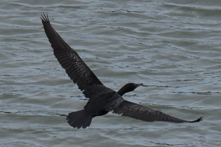 Little Black Cormorant - ML622735346