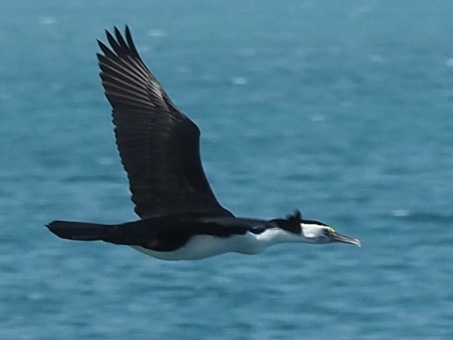 Pied Cormorant - ML622735376