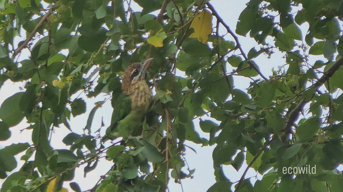 White-cheeked Barbet - ML622735392