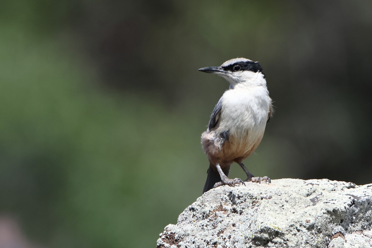 Eastern Rock Nuthatch - ML622735413