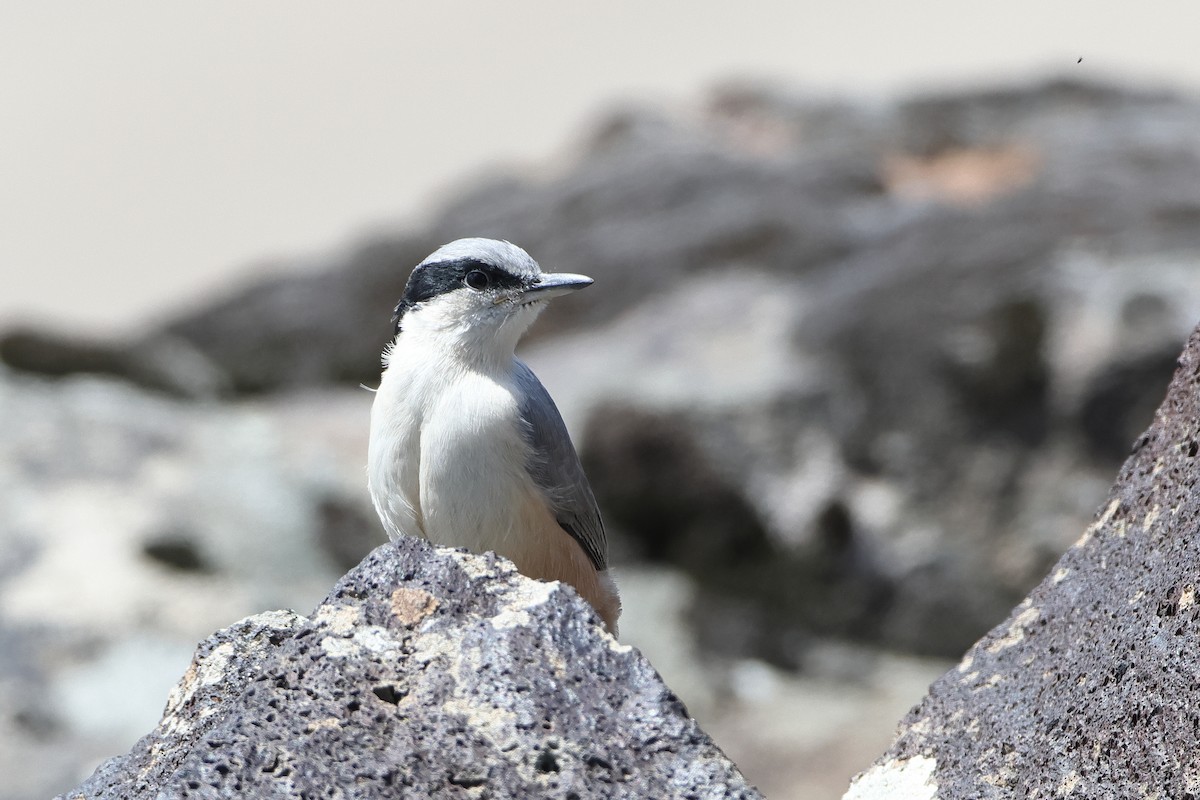 Eastern Rock Nuthatch - Ohad Sherer