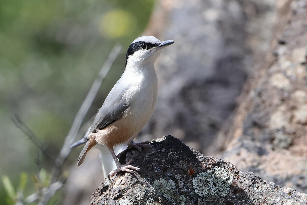 Eastern Rock Nuthatch - ML622735416