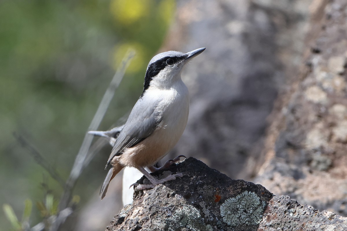 Eastern Rock Nuthatch - ML622735417