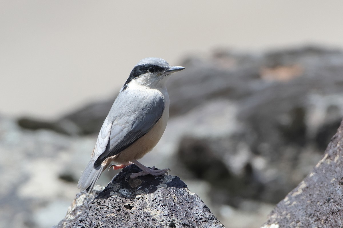 Eastern Rock Nuthatch - ML622735418